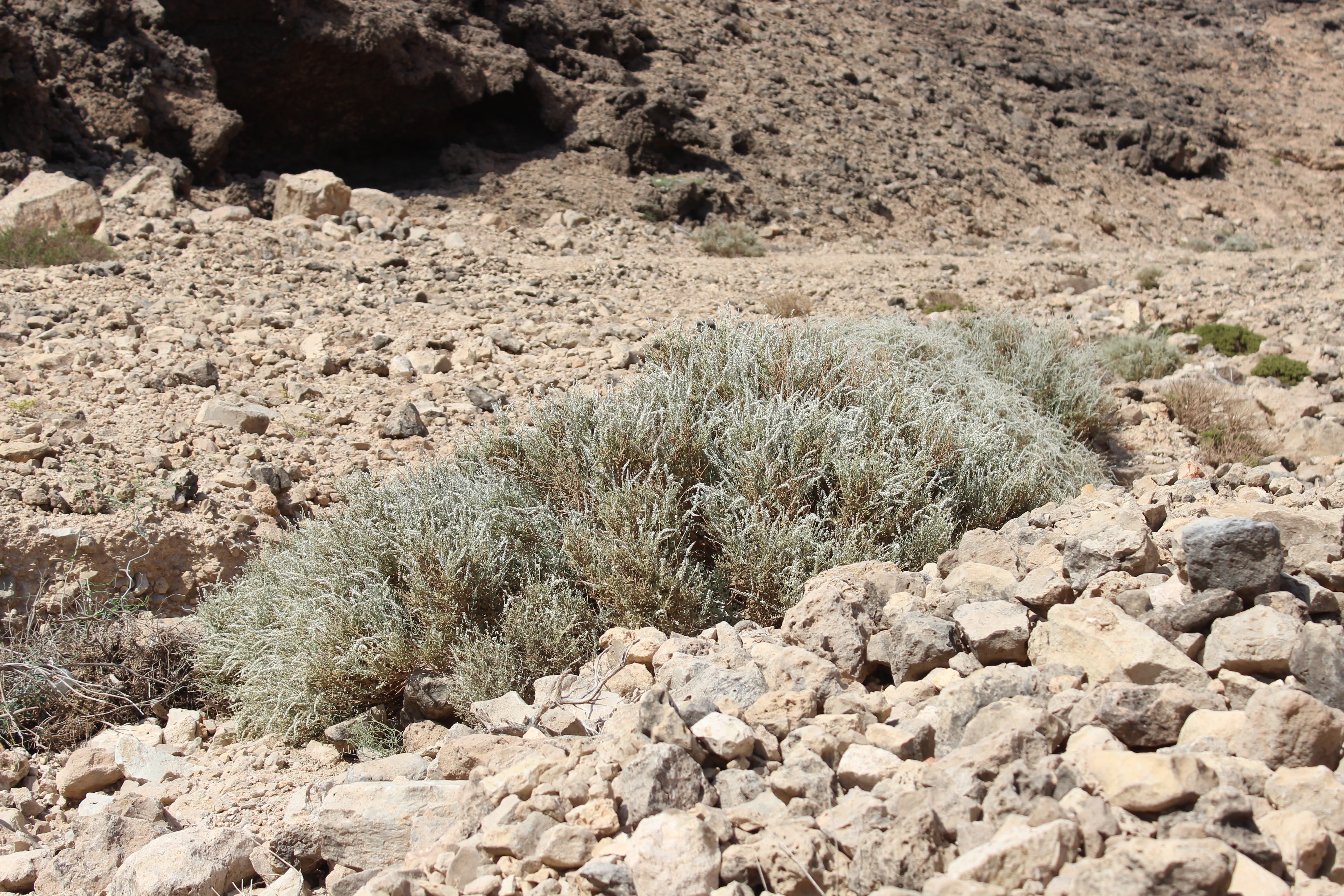Plant Image